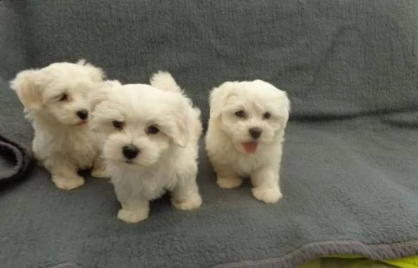 adorabili cuccioli di maltese da tè per una famiglia amorevole abbiamo adorabili cuccioli maltesi ma