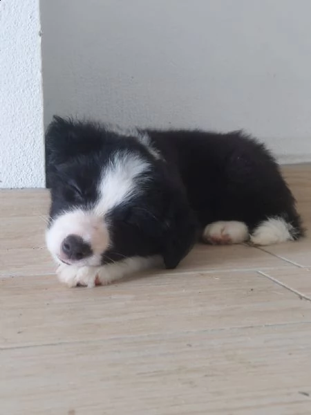 cucciolo maschio border collie nero/bianco | Foto 2
