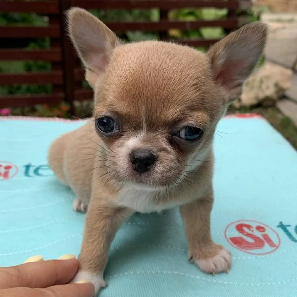 chihuahua cuccioli cerca urgentemente nuova famiglia maschio e femmina di nome jack e tina vendo bel