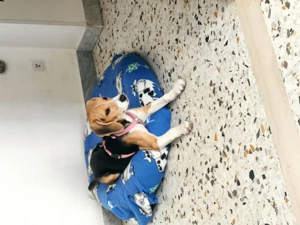 femmina beagle sei mesi