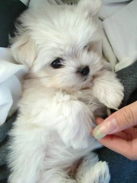 disponibili due cuccioli di maltese di prima classe (+393509706299)