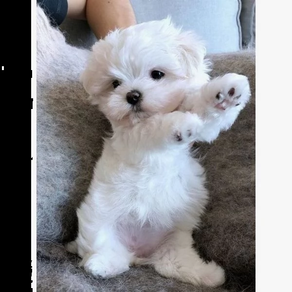 cuccioli maltesi extra chaming (+393509706299)