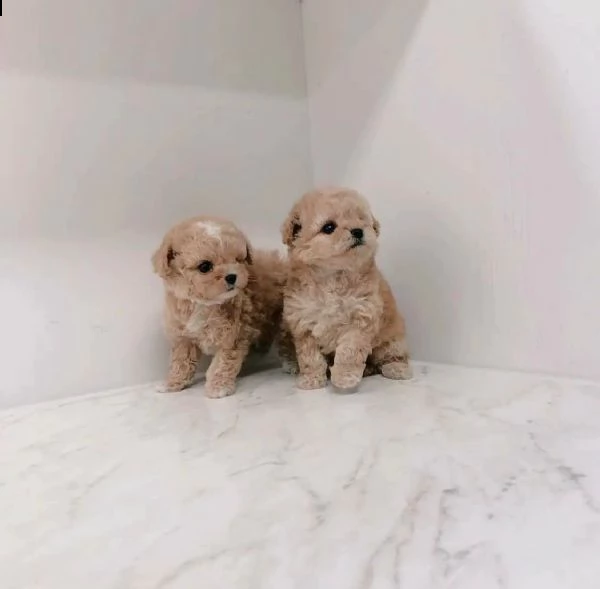 simpatici cuccioli di barboncino