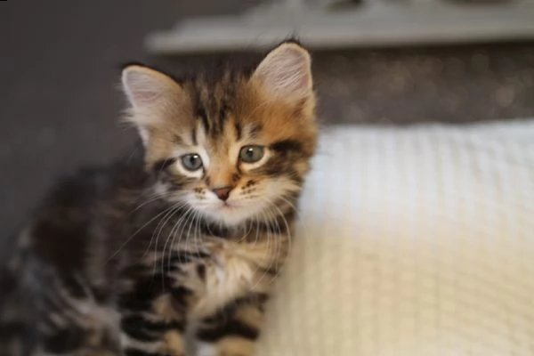 siberiani gattini ipoallergenici | Foto 1