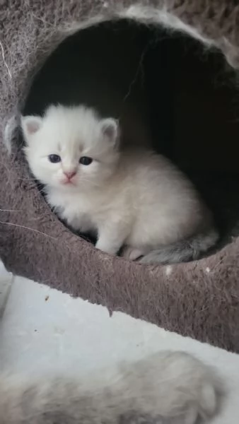 SIBERIANI GATTINI IPOALLERGENICI  | Foto 6