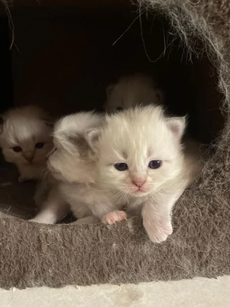 SIBERIANI GATTINI IPOALLERGENICI  | Foto 5