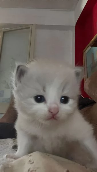 SIBERIANI GATTINI IPOALLERGENICI  | Foto 4