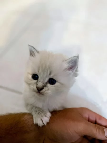 SIBERIANI GATTINI IPOALLERGENICI  | Foto 3