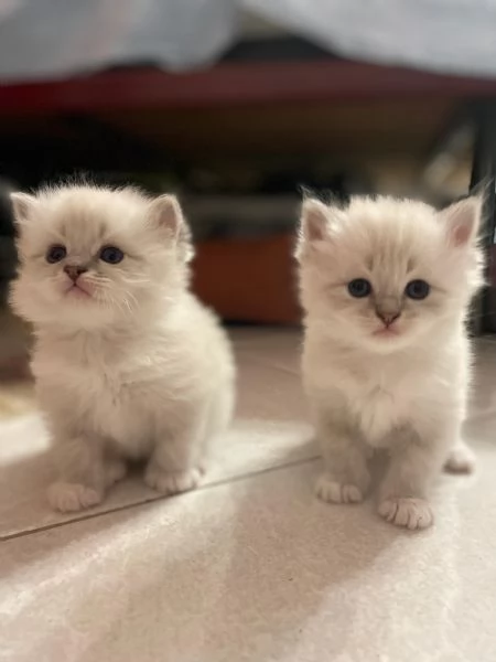 SIBERIANI GATTINI IPOALLERGENICI 