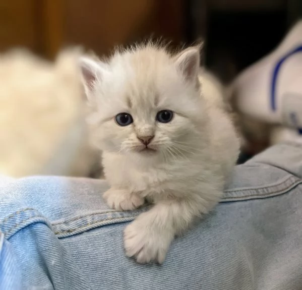 SIBERIANI GATTINI IPOALLERGENICI  | Foto 2
