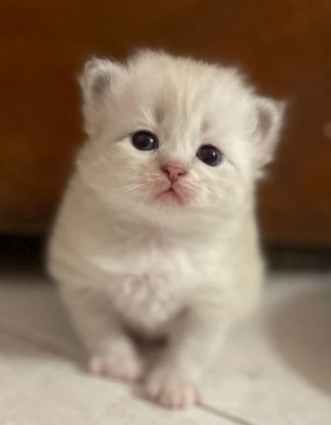 SIBERIANI GATTINI IPOALLERGENICI  | Foto 1