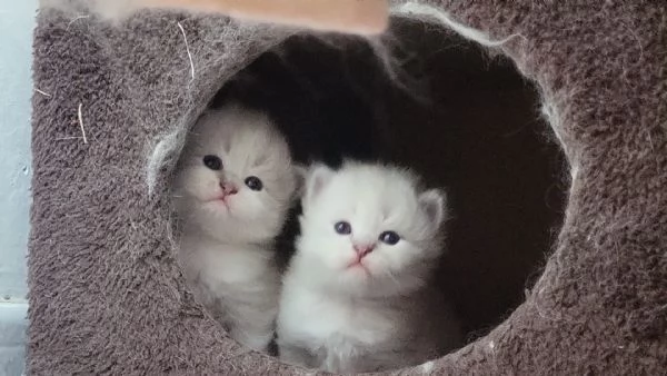 SIBERIANI GATTINI IPOALLERGENICI  | Foto 0