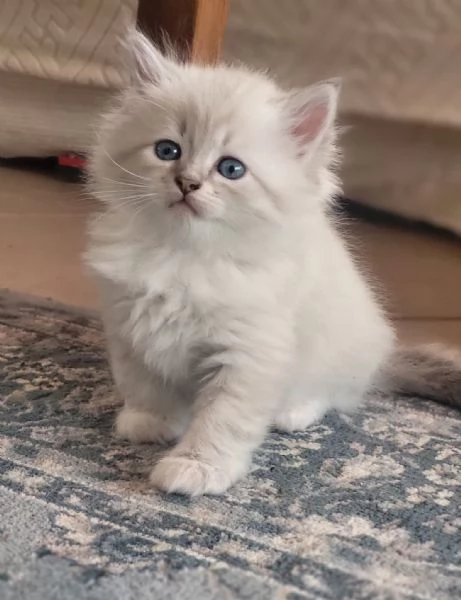 SIBERIANI GATTINI IPOALLERGENICI  | Foto 2