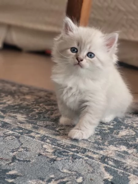 SIBERIANI GATTINI IPOALLERGENICI  | Foto 1