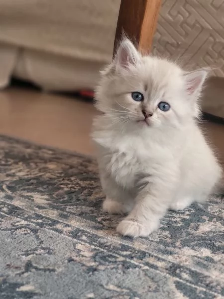 SIBERIANI GATTINI IPOALLERGENICI  | Foto 0