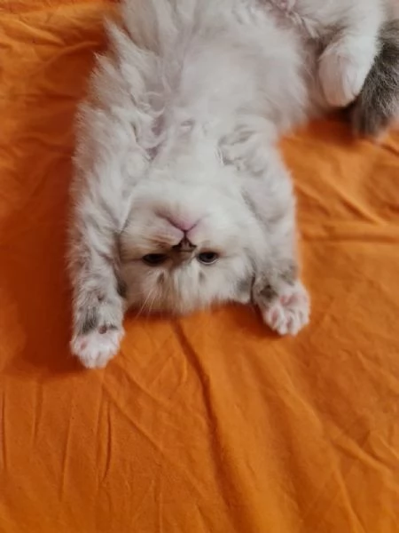 SIBERIANI GATTINI IPOALLERGENICI 