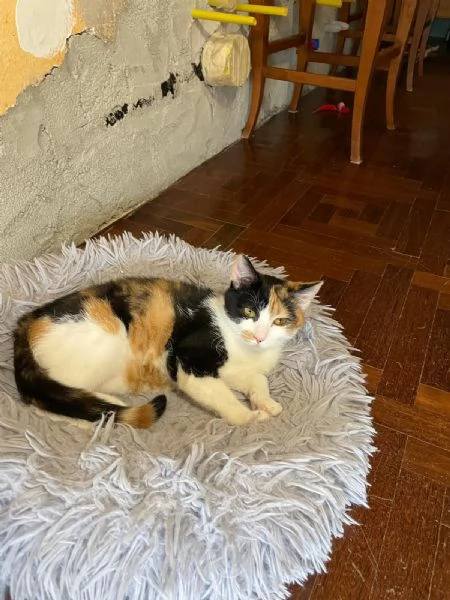 Camilla&Crostatina,gattine stupende cercano casa!