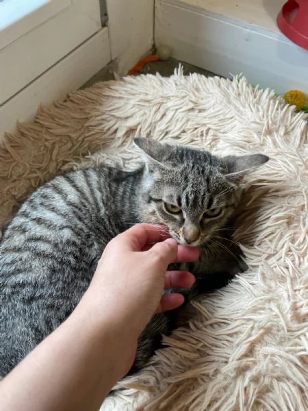 Camilla&Crostatina,gattine stupende cercano casa! | Foto 5