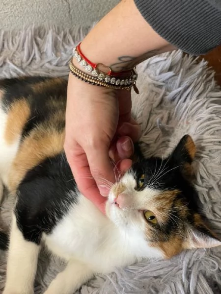 Camilla&Crostatina,gattine stupende cercano casa! | Foto 4