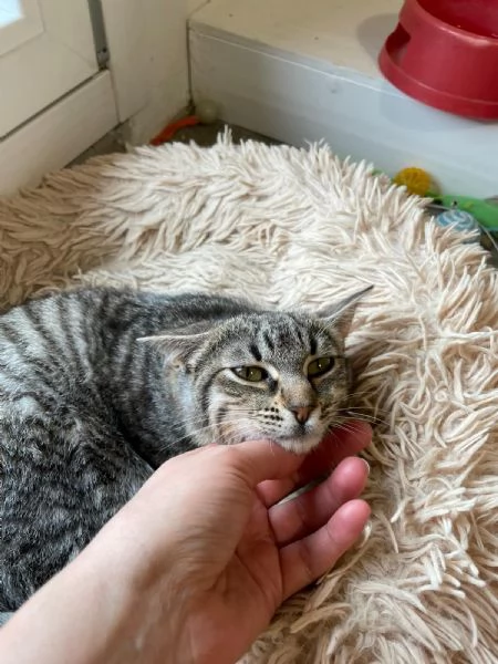 Camilla&Crostatina,gattine stupende cercano casa! | Foto 3