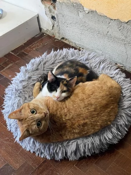 Camilla&Crostatina,gattine stupende cercano casa! | Foto 2