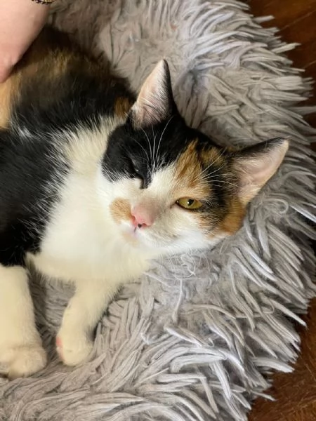 Camilla&Crostatina,gattine stupende cercano casa! | Foto 1