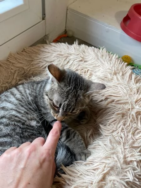 Camilla&Crostatina,gattine stupende cercano casa! | Foto 0