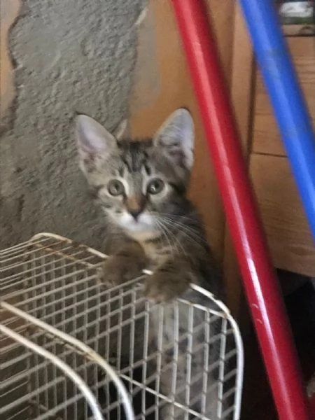 COCCO&LINO bellissimi micini cercano casa