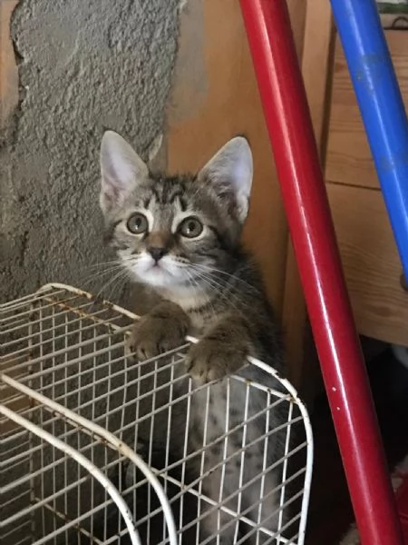 COCCO&LINO bellissimi micini cercano casa | Foto 6