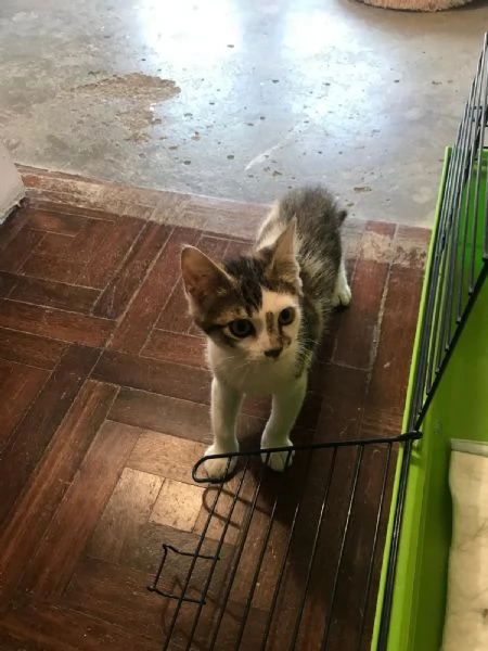 COCCO&LINO bellissimi micini cercano casa | Foto 5