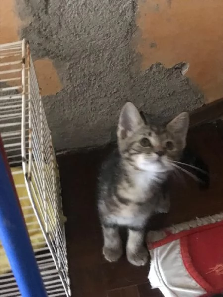 COCCO&LINO bellissimi micini cercano casa | Foto 4