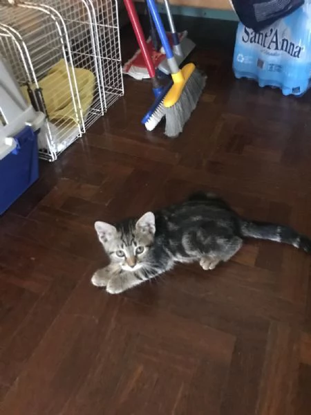 COCCO&LINO bellissimi micini cercano casa | Foto 3