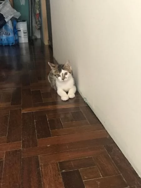 COCCO&LINO bellissimi micini cercano casa | Foto 2