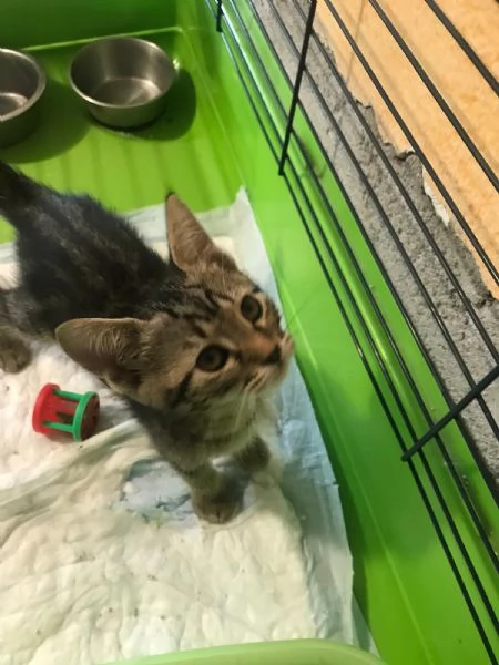 COCCO&LINO bellissimi micini cercano casa | Foto 1