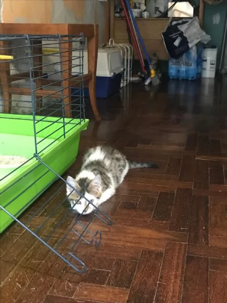 COCCO&LINO bellissimi micini cercano casa | Foto 0