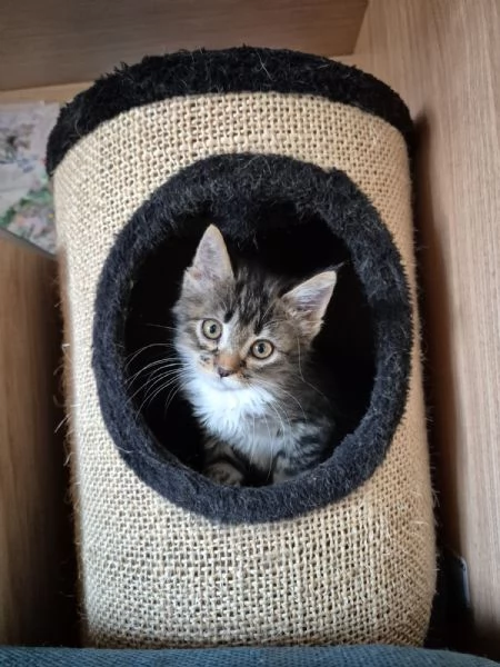 MINA&PINA sono due micine e  CERCANO CASA | Foto 1