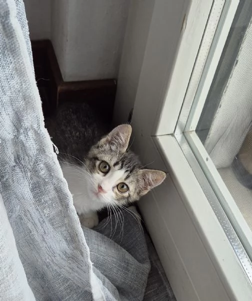 MINA&PINA sono due micine e  CERCANO CASA | Foto 0