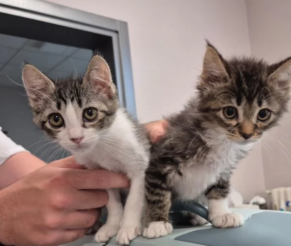 MINA&PINA sono due micine e  CERCANO CASA