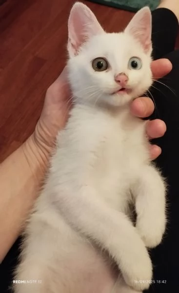 Chiodino, gattino bianco cerca casa | Foto 0