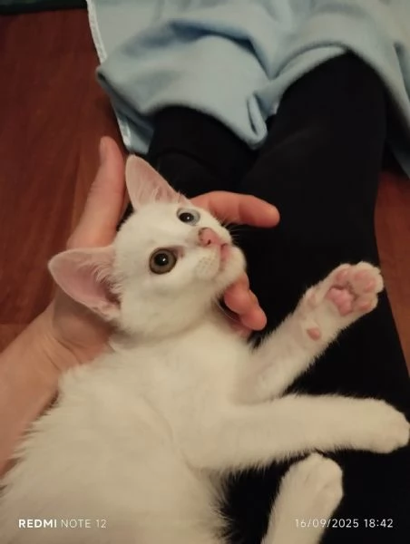Chiodino, gattino bianco cerca casa
