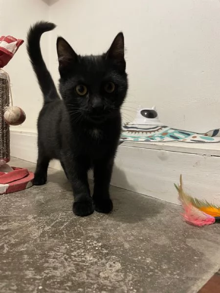 MADAME, Cucciolina di 3mesi e mezzo cerca casa!