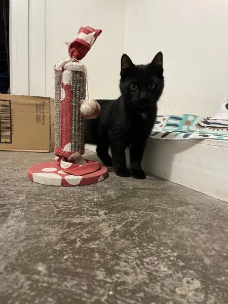 MADAME, Cucciolina di 3mesi e mezzo cerca casa! | Foto 6