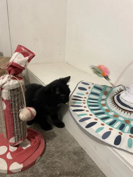 MADAME, Cucciolina di 3mesi e mezzo cerca casa! | Foto 5