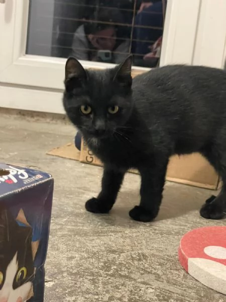 MADAME, Cucciolina di 3mesi e mezzo cerca casa! | Foto 4