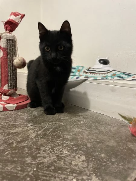 MADAME, Cucciolina di 3mesi e mezzo cerca casa! | Foto 3