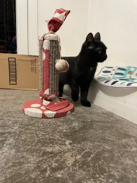 MADAME, Cucciolina di 3mesi e mezzo cerca casa! | Foto 1