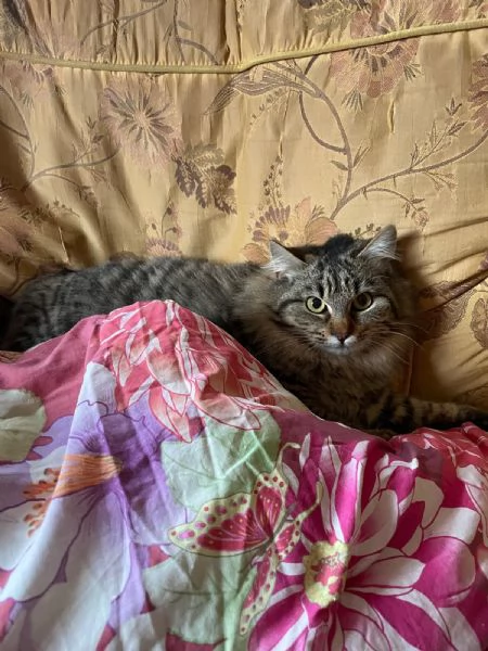 Frittella dolcissima micina cerca casa!