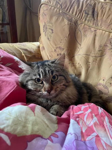 Frittella dolcissima micina cerca casa! | Foto 2