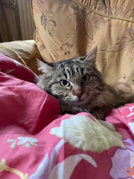 Frittella dolcissima micina cerca casa! | Foto 1