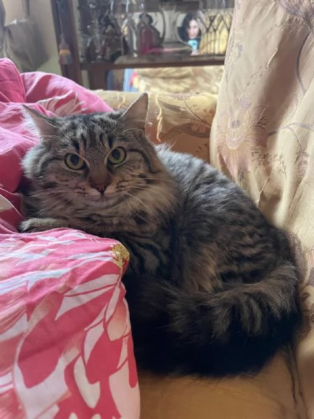 Frittella dolcissima micina cerca casa! | Foto 0